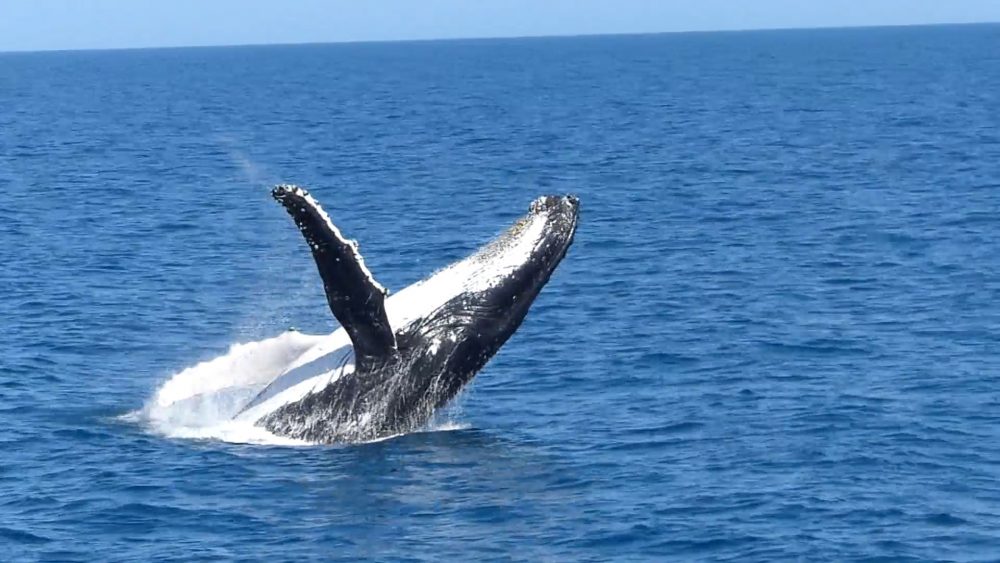 2018_WWF-CARE-P&S_055