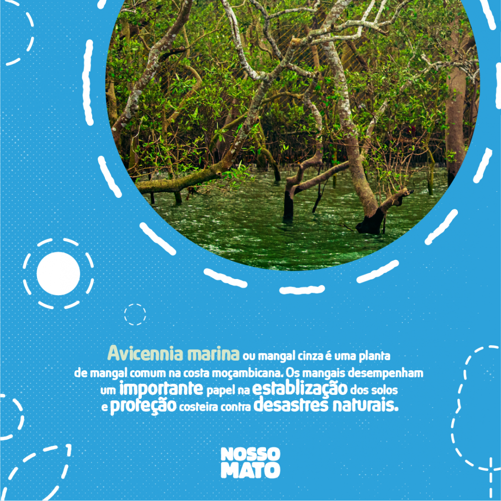 ANM – O Nosso Mato – poster-06